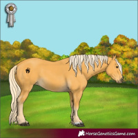 Horse Color:Palomino