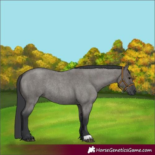 Horse Color:Grullo Roan Rabicano 
