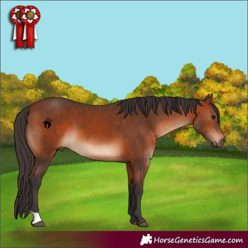 Horse Color:Bay 
