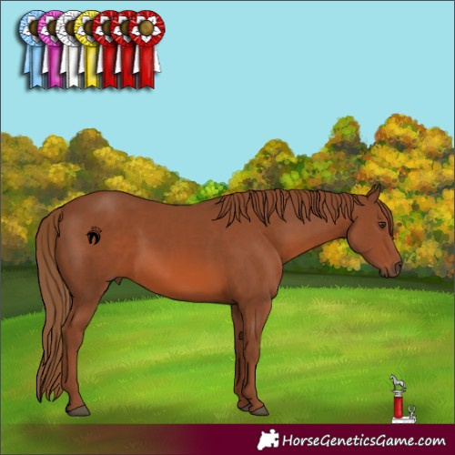 Horse Color:Chestnut 