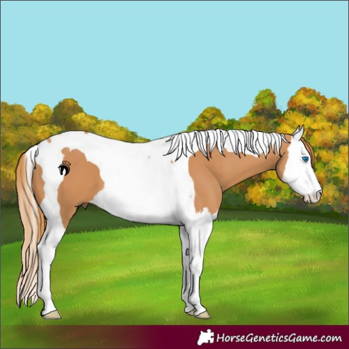 Horse Color:Chestnut Splash Tobiano 