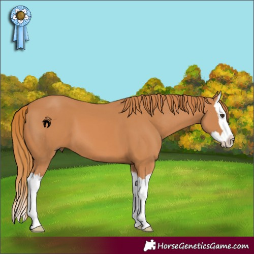 Horse Color:Chestnut Splash 