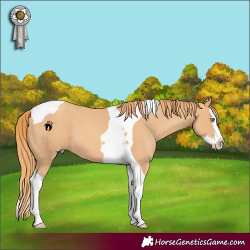 Horse Color:Gold Champagne Splash Tobiano 