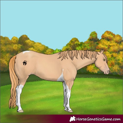Horse Color:Gold Champagne Tobiano 