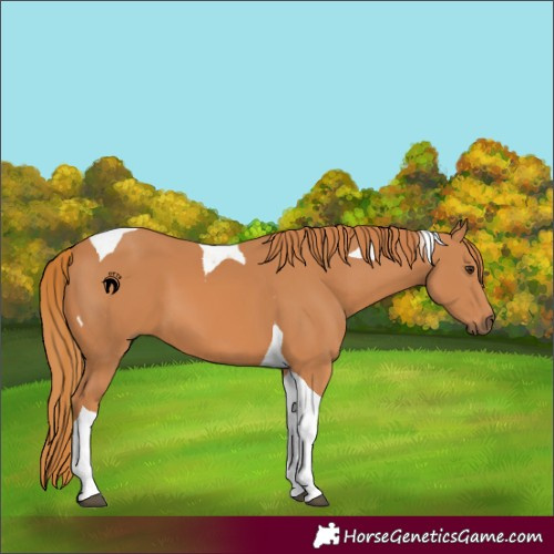 Horse Color:Chestnut Tobiano 