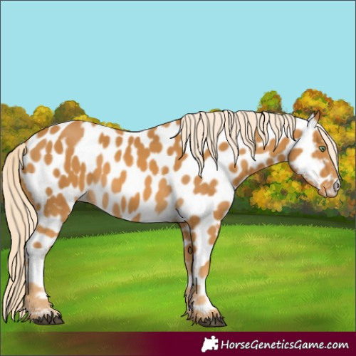 Horse Color:Palomino Appaloosa 
