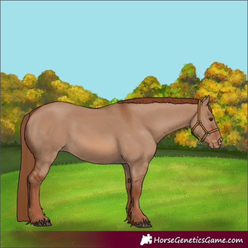 Horse Color:Red Dun Varnish 