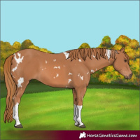 Horse Color:White Spotted Chestnut Tobiano 