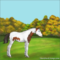 Horse Color:Bay Splash Tobiano 