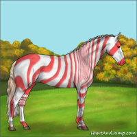 Horse Color:Chestnut Appaloosa 