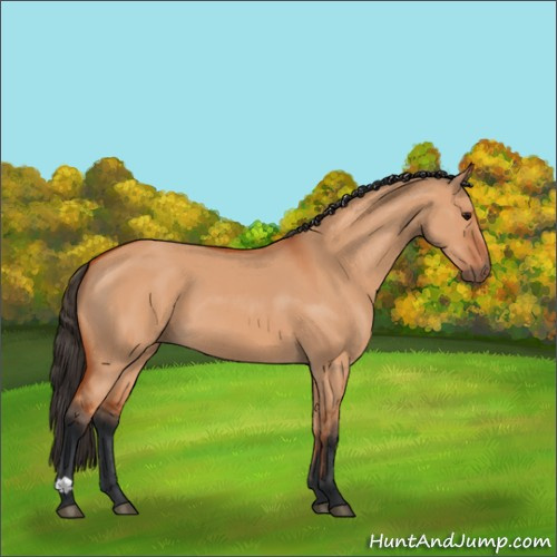 Horse Color:Bay Dun 
