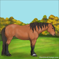 Horse Color:Bay 
