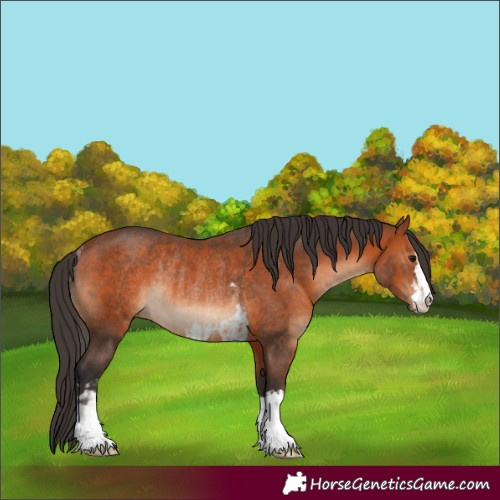 Horse Color:Bay  and Bay Rabicano 