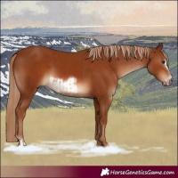 Horse Color:Chestnut  and Chestnut Frame 