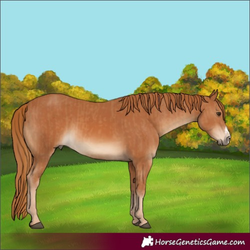 Horse Color:Chestnut  and Chestnut Frame 