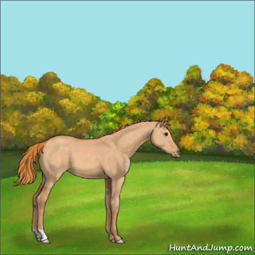 Horse Color:Red Dun 