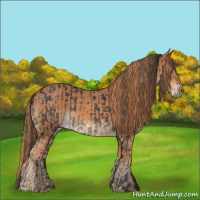 Horse Color:Black  and Chestnut 