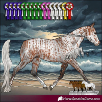 Horse Color:Silver Bay  and Gray Silver Brown Sabino 