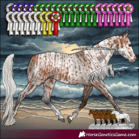 Horse Color:Silver Bay  and Gray Silver Brown Sabino 