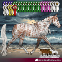 Horse Color:Silver Bay  and Gray Silver Brown Sabino 