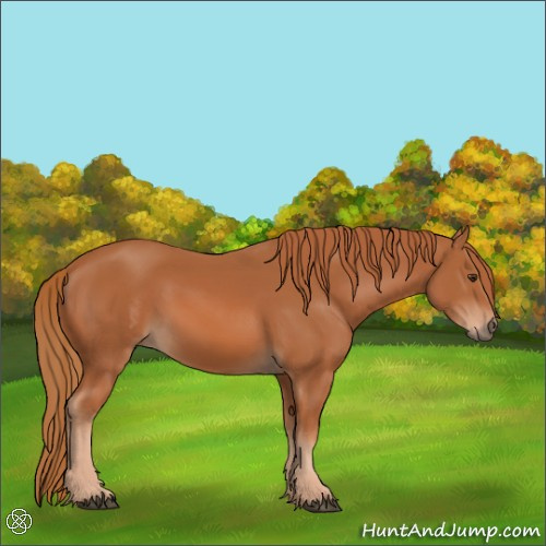 Horse Color:Chestnut 
