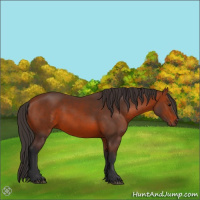 Horse Color:Bay 