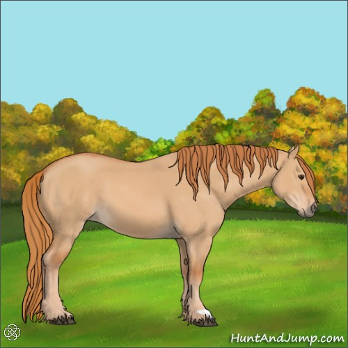 Horse Color:Red Dun