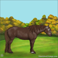 Horse Color:Gray Chestnut 