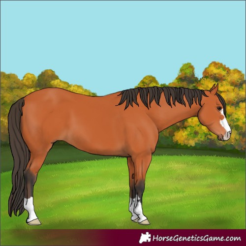 Horse Color:Bay 