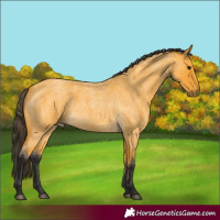 Horse Color:Buckskin Roan 