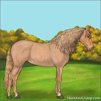 Horse Color:Red Roan 