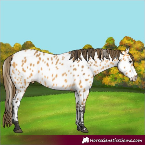 Horse Color:Buckskin Appaloosa 