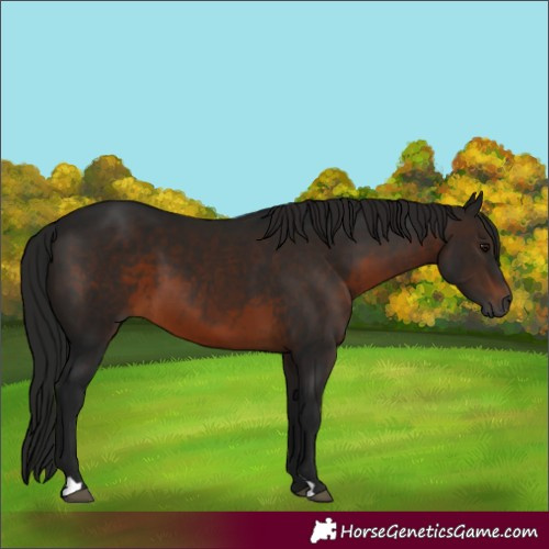 Horse Color:Gray Brown Sabino 