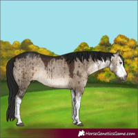 Horse Color:Gray White Spotted Brown Dun Rabicano Brindle 