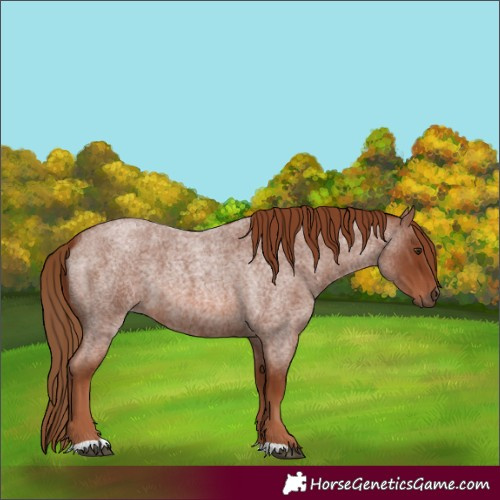 Horse Color:Red Roan 