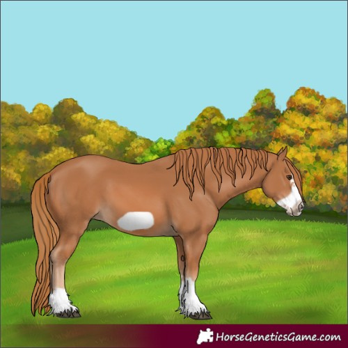Horse Color:Chestnut Frame 