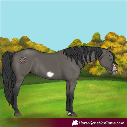 Horse Color:Grullo Splash Frame 