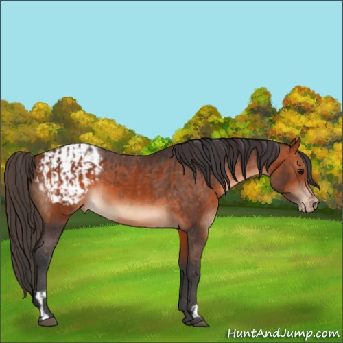 Horse Color:Bay  and Bay Appaloosa 