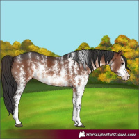 Horse Color:Brown Sabino 
