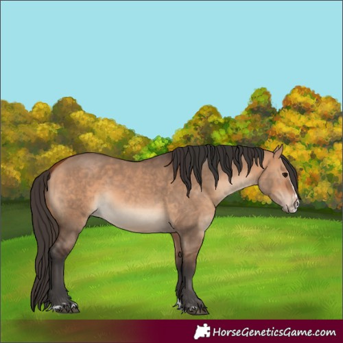 Horse Color:Bay Dun  and Bay Dun Splash 