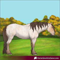 Horse Color:Amber Champagne Roan Rabicano 