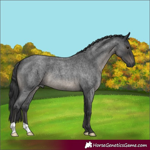 Horse Color:Blue Roan 