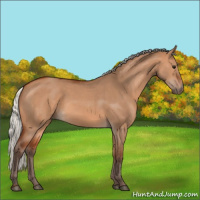 Horse Color:Silver Bay Dun 