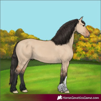 Horse Color:Bay Dun