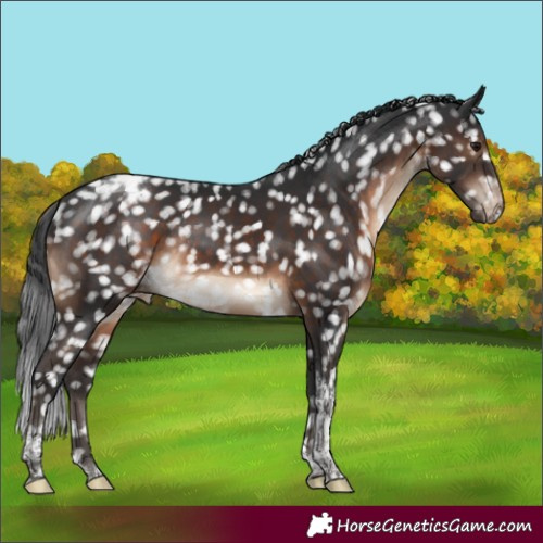 Horse Color:Brown Tobiano Appaloosa Rabicano 