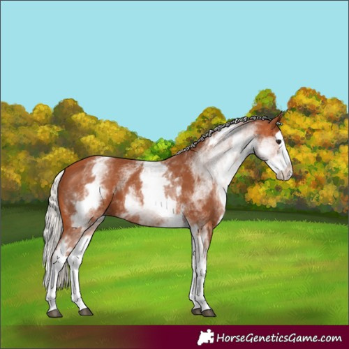 Horse Color:White Spotted Silver Bay Splash 