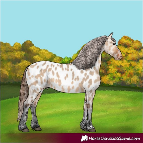 Horse Color:Bay Dun Appaloosa 