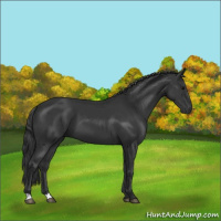 Horse Color:Black 