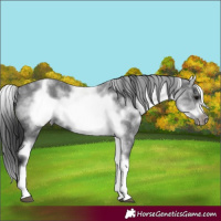 Horse Color:White Spotted Blue Roan Splash Frame 