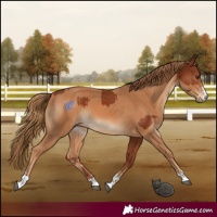 Horse Color:Chestnut  and Chestnut 